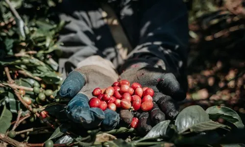 Komitmen Tingkatkan Produksi Kopi, Kementan Terus Kembangkan Inovasi