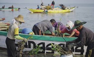 Menghijaukan Sekaligus Dukung Pemulihan Ekonomi, BPDASHL Solo Tanam 330.000 Mangrove di Gresik