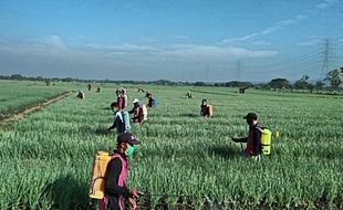 Petani Sragen Tak Tertarik Tanam Bawang Merah meski Harganya Tembus Rp60.000/Kg