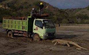 Foto Komodo Adang Truk di Proyek Pembangunan "Jurassic Park" Viral