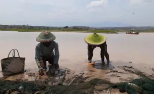 Waduk Dawuhan Madiun Mengering Bawa Berkah, Warga Panen Ikan Berbulan-Bulan