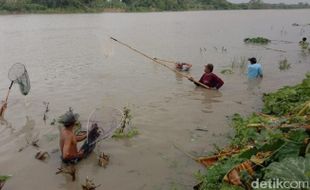 Fenomena Bladu, Musuh Paling Besar Ikan-Ikan Penghuni Bengawan Solo