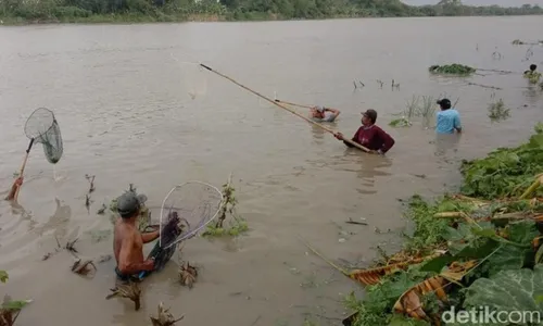 Fenomena Bladu, Musuh Paling Besar Ikan-Ikan Penghuni Bengawan Solo