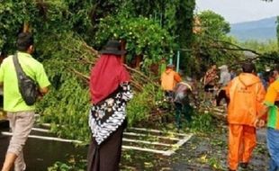 Magelang Diterjang Angin Kecang, Puluhan Pohon Tumbang