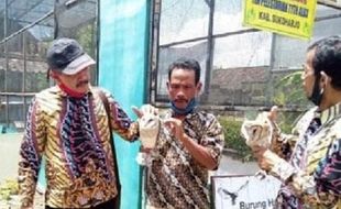 Cegah Jebakan Tikus, Sragen Alihkan Asa ke Tyto Alba