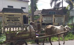 Gunung Merapi Siaga, Harga Sapi di Klaten Anjlok