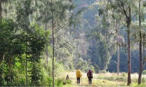 Perusahaan Korsel Dituding Bakar Hutan Papua Seluas Seoul, #SavePapua Bergema