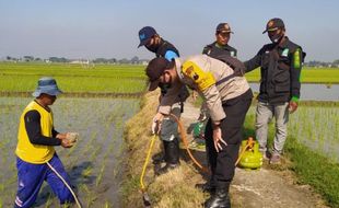 Dinilai Lebih Efektif Ketimbang Jebakan Berlistrik, Polisi dan Petani Sidoharjo Sragen Ramai-Ramai Gropyokan Tikus