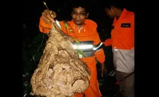 Kasus Tinggi, BPBD Kota Madiun Berencana Beli Pakaian Khusus untuk Evakuasi Sarang Tawon