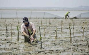 BPDASHL Solo Mulai Penanaman Mangrove di Pangkah Kulon Gresik