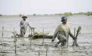 Penanaman Mangrove Sebagai Salah Satu Upaya Pemulihan Ekonomi