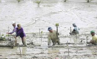 Padat Karya Penanaman Mangrove, Bantu Ekonomi Warga Randuboto