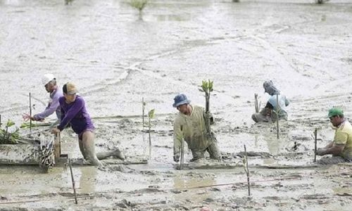 Padat Karya Penanaman Mangrove, Bantu Ekonomi Warga Randuboto