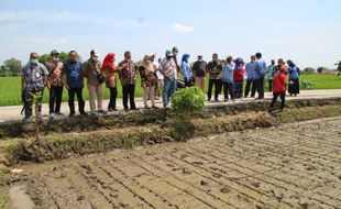 Begini DPKPP Klaten Petakan Produktivitas Rajalele Srinuk