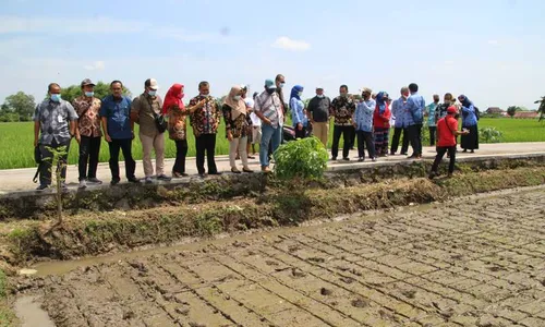 Berpotensi Jadi Unggulan Baru Klaten, Padi Rajalele Srinuk Mulai Diuji Coba di 162 Hektare Sawah