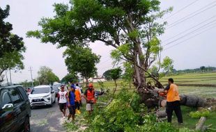 Angin Kencang Bikin Pohon di Sidoharjo Sragen Tumbang, Pengendara Motor Asal Blora Jadi Korban