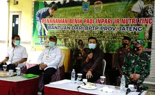 Salatiga Kembangkan Padi Jenis Baru, Ampuh Cegah Stunting