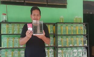 Mantul! Warga Madiun Barter Emas Batangan dengan Ikan Cupang