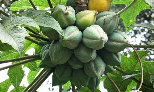 Berasal dari Amerika Selatan, Ini Awal Mula Buah Carica Berada di Dieng