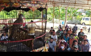 Biar Pendapatan Naik, Peternak Perkutut Ramai Timba Ilmu di Tulung Klaten