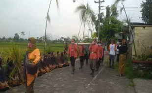 Panen Padi Berlimpah, Warga Sidowayah Klaten Uri-Uri Tradisi Wiwitan