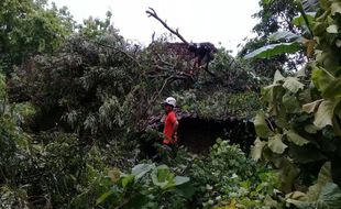 Hujan Disertai Angin, Rumah Warga Sukoharjo Rusak Tertimpa Pohon Tumbang