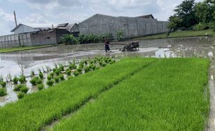 Banyak Petani Karanganyar Tak Punya Kartu Tani, Pemerintah Diminta Permudah Cara Mendapatkannya