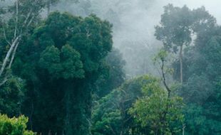 Hutan Itu Indonesia Ajak Generasi Z Jaga Hutan