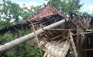 Brak! Pohon Kelapa Tumbang Menimpa Rumah Warga Grobogan