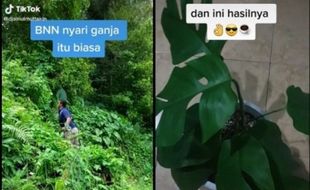 Bukan Cari Ganja, Petugas BNN Ini Malah Berburu Tanaman Hias