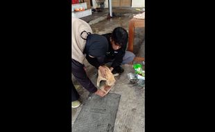 Gunung Merapi Siaga, Cat Rescuer Nusantara Siap Bantu Evakuasi Kucing Di Boyolali