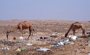 300-an Unta di Dubai Mati Gara-Gara Sampah Plastik