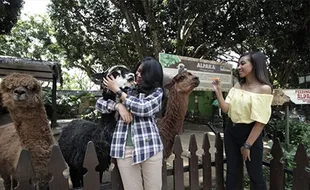 Berwisata Sambil Mengenal Beragam Satwa di Batu Secret Zoo