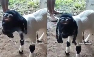 Viral Kambing Berwajah Unik, Netizen: Mirip Timy Shaun The Sheep