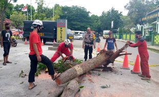 Sehari 17 Pohon di Kota Semarang Tumbang Diterjang Angin Kencang