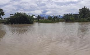 Cuaca Ekstrem, 5.000 Hektare Sawah di Jateng Terendam Banjir