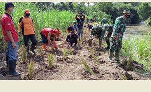 3.000 Bibit Vetiver Andalan Jokowi Ditanam di Bantaran Sungai Dengkeng Klaten