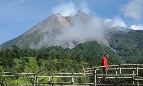 Mengenal Tengsek, Pohon Sulaiman Bertuah & Langka dari Gunung Merapi