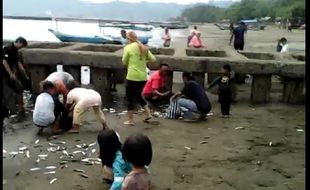 Ribuan Ikan Terdampar di Teluk Penyu Cilacap, Warga Langsung Serbu…