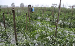 Hujan Abu, Petani Tegalmulyo Klaten Buru-Buru Selamatkan Tanaman