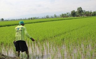 Petani Hingga Kios Pupuk Bersubsidi di Klaten Pusing, Tulungi Lur…