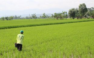 Alokasi Pupuk Bersubsidi Disesuaikan Dosis Kebutuhan