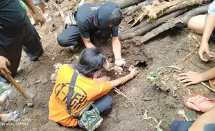 Hiii... 16 Telur Ular Piton Ditemukan di Pekarangan Rumah Warga Sragen, 10 Sudah Menetas