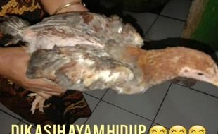 Weladalah! Warga Cianjur Terima Bansos Ayam Hidup dari Kemensos