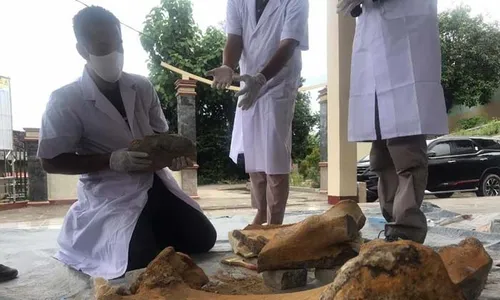 BPSMP Sangiran Identifikasi Fosil Gajah Purba di Madiun