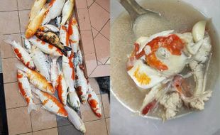 Tak Mau Rugi, Wanita Ini Buat Sup Ikan Koi yang Mati