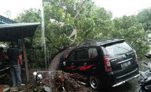 Selain Timpa Mobil, Pohon Tumbang Di Kabangan Solo Rusak Atap Rumah Warga