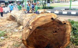 Pohon Trembesi Berusia 100 Tahun Lebih di Sragen Ditebang, Ini Sebabnya