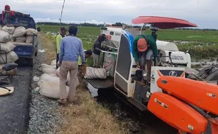 Lahan Food Estate di Kalteng Siap Panen, Petani Raih Hasil Memuaskan