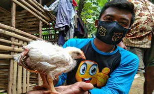 Unik Banget! Ayam di Kulonprogo Ini Punya Tiga Kaki dan Dua Dubur